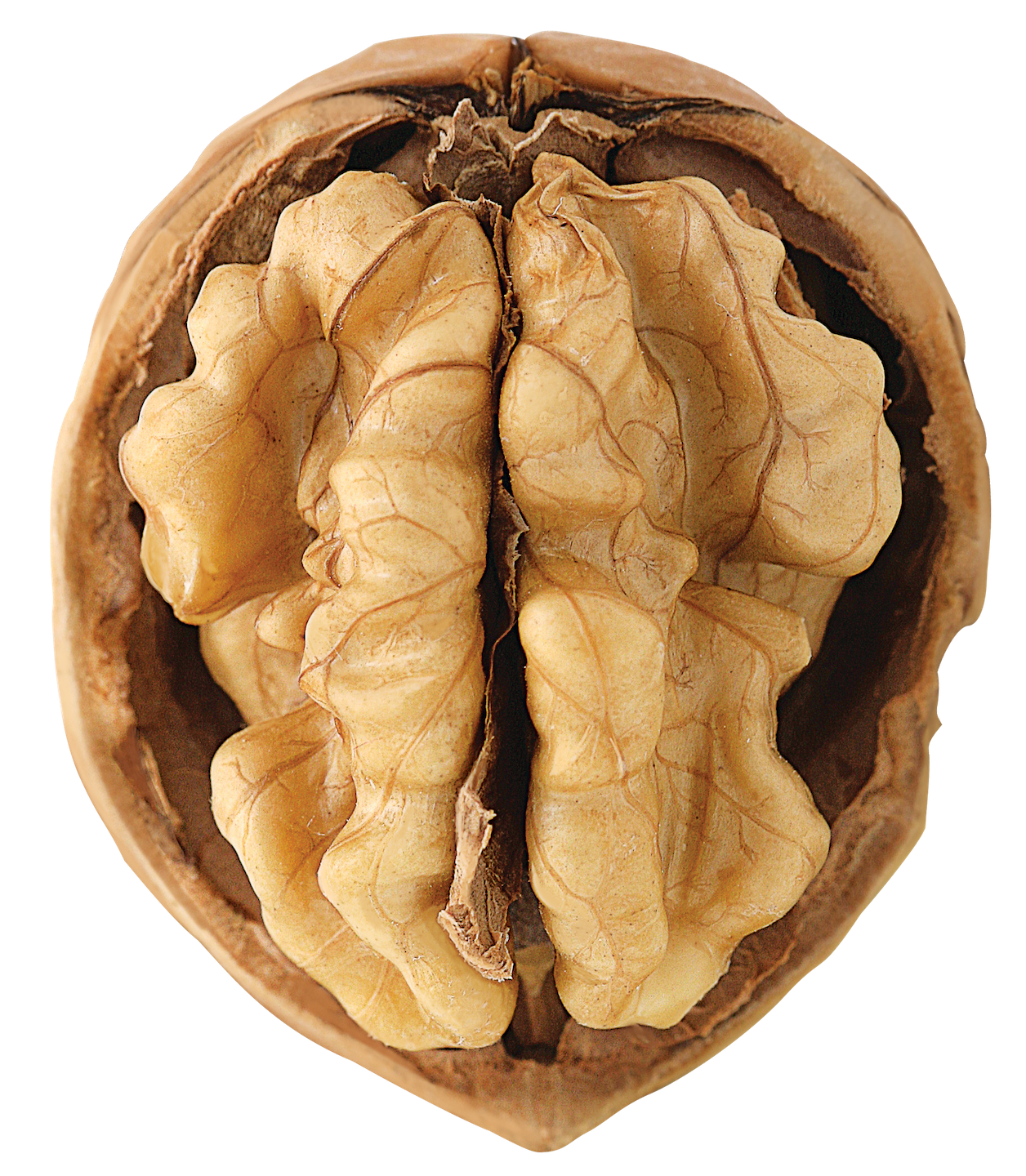 Walnut - key ingredient in our oils
