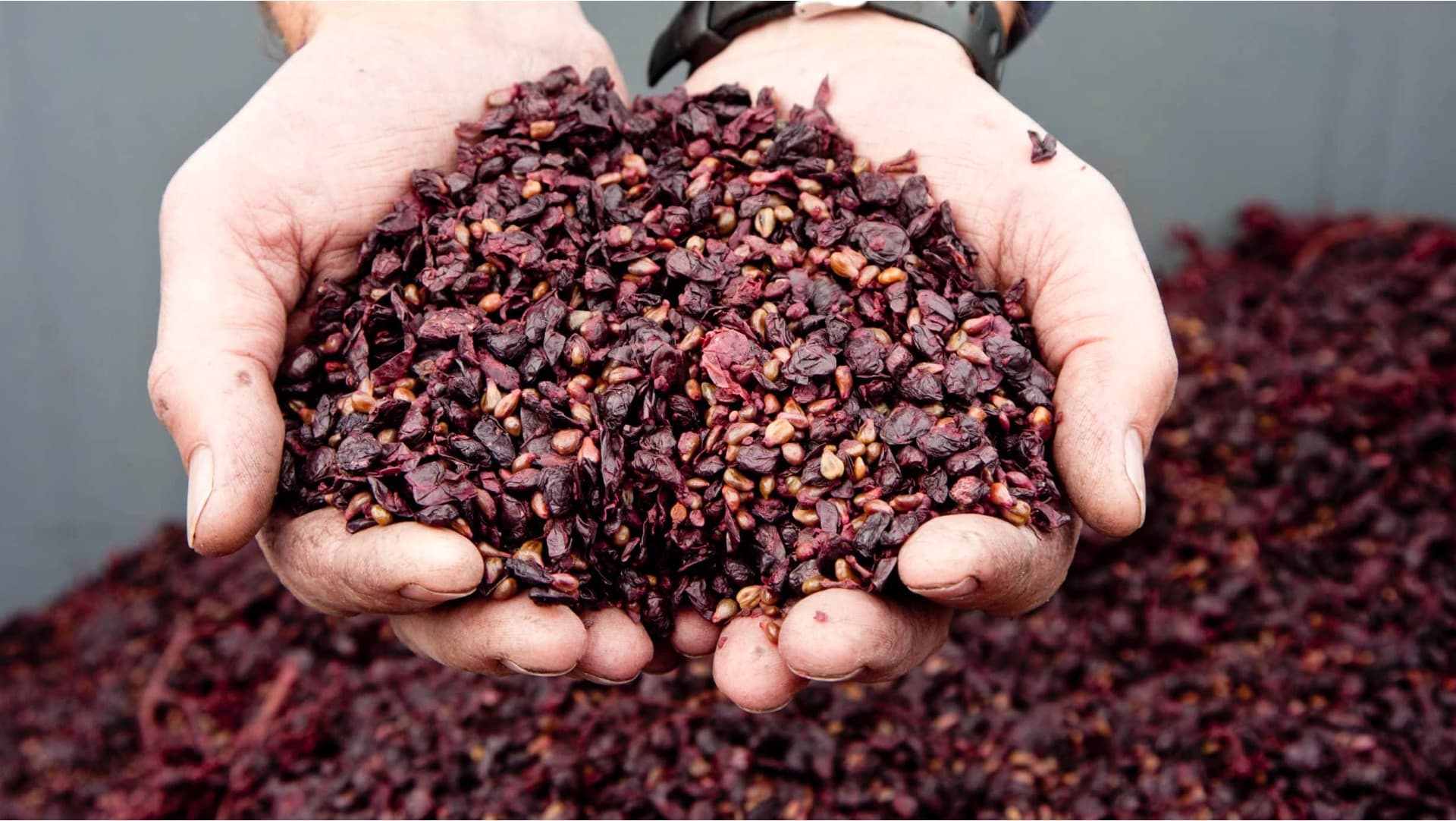 Grape seeds and residue from winemaking