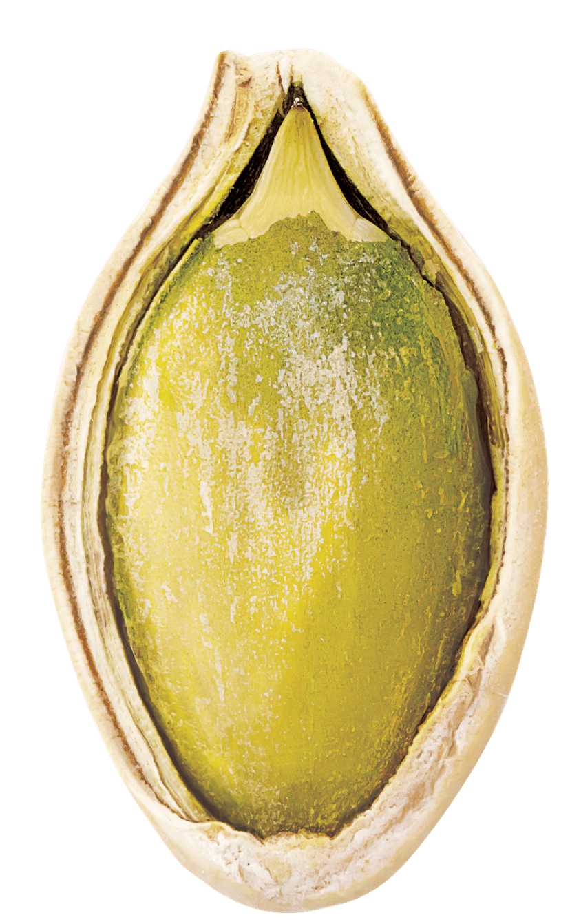 Pumpkin seed showing the green interior used for oil extraction