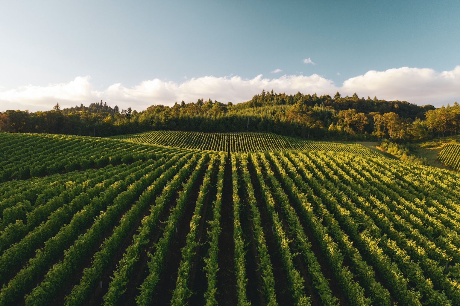 Vineyard landscape showing sustainable agriculture
