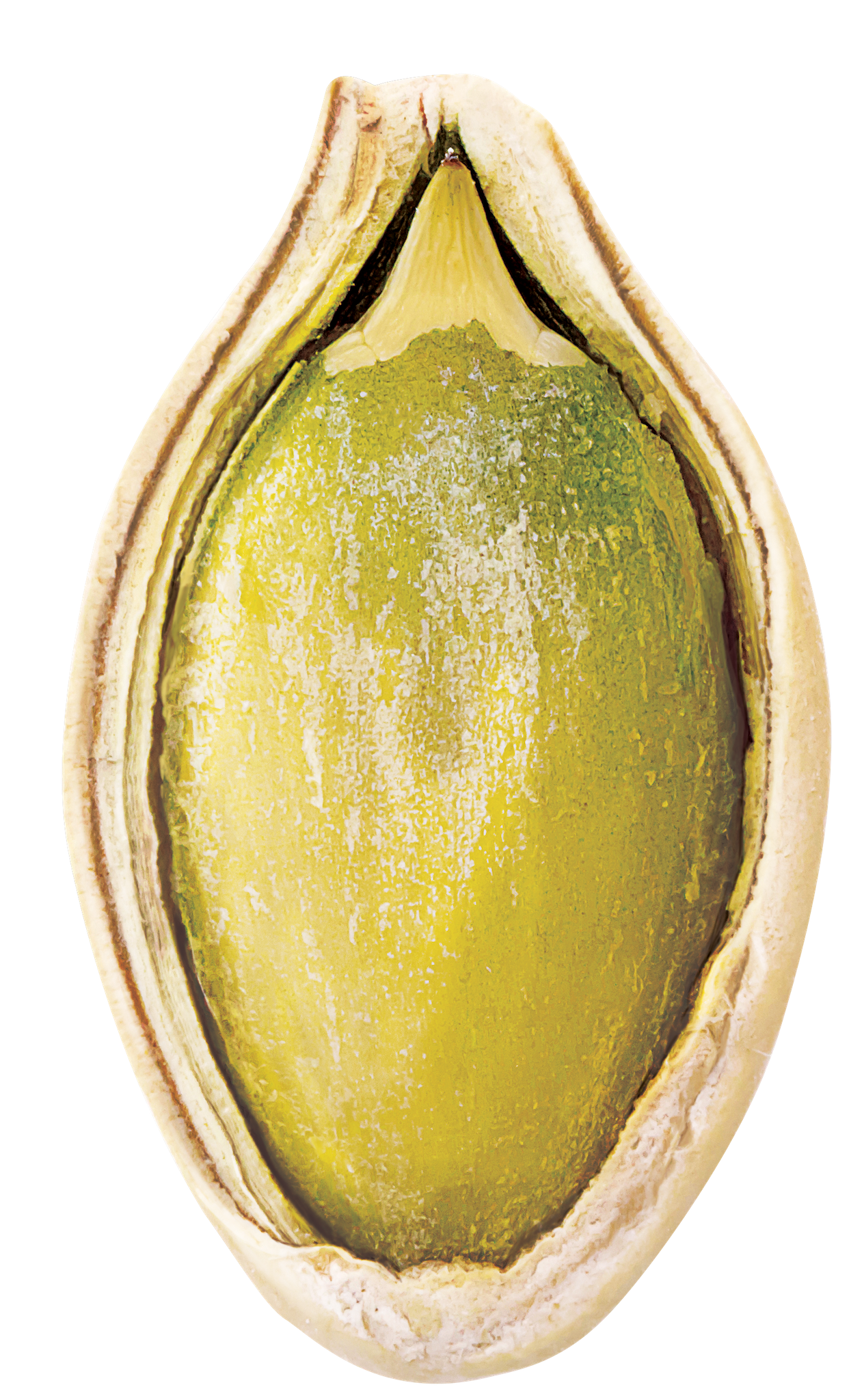 Pumpkin seed showing the green interior used for oil extraction